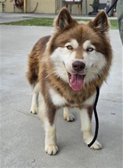 Photo of Astro, adoptable Siberian Husky in Downey, California