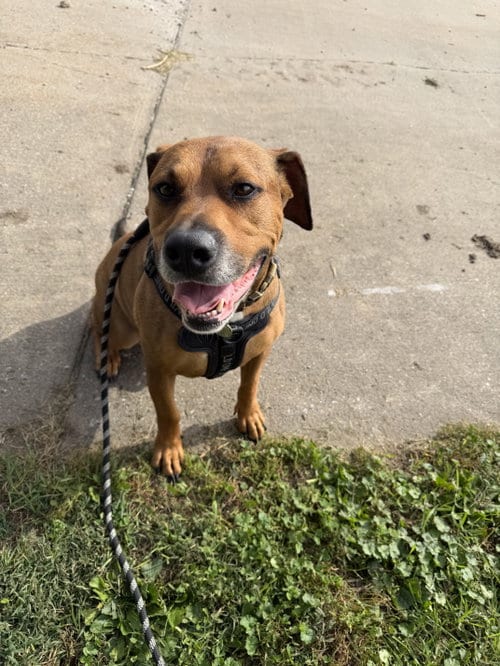 Photo of Apollo, adoptable Rottweiler in Williamsburg, Iowa