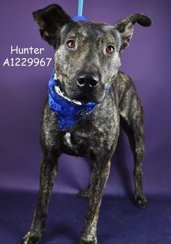 Photo of Hunter, adoptable Pit Bull Terrier in Bakersfield, California