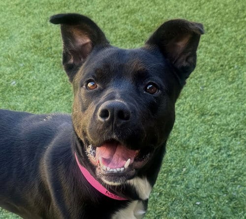 Photo of Orielle, adoptable Pit Bull Terrier in Moreno Valley, California