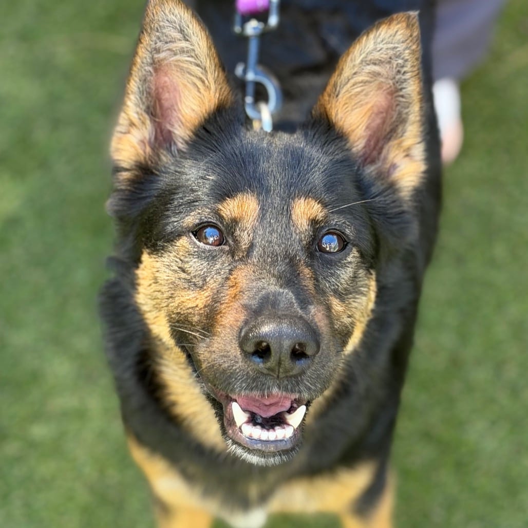 Photo of Diesel, adoptable Mixed Breed (Large)