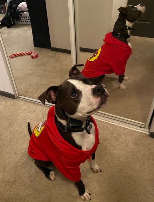 Photo of Dany, adoptable American Pit Bull Terrier in Berkeley, California