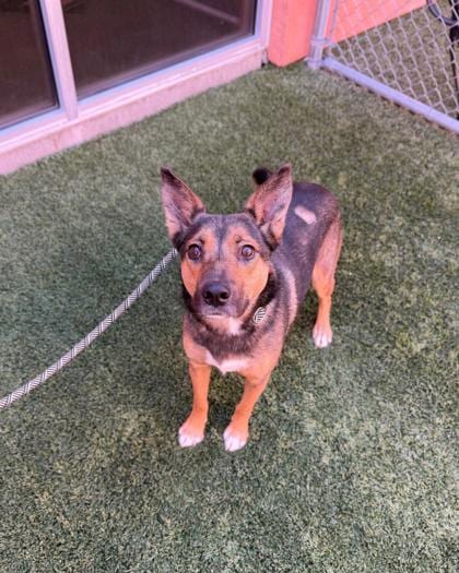 Photo of Miles, adoptable dog in Farmington, New Mexico