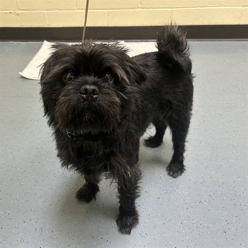 Photo of Beetlejuice, adoptable Brussels Griffon in Denver, Colorado