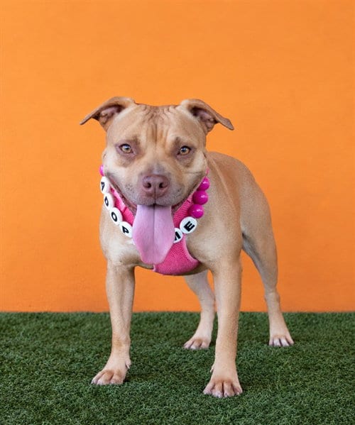 Photo of Pepper, adoptable American Pit Bull Terrier in Miami, Florida