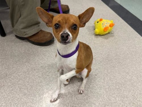 Photo of Kitsune, adoptable Chihuahua in Santa Rosa, California
