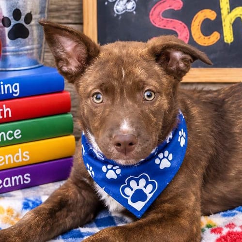 Photo of Bullet, adoptable Labrador Retriever in Yardley, Pennsylvania