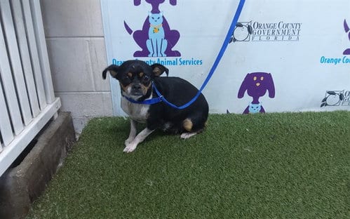 Photo of A605149, adoptable Chihuahua in Orlando, Florida