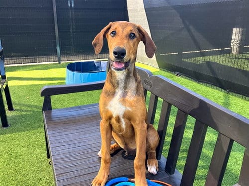 Photo of Zack, adoptable Doberman Pinscher in Orange, California