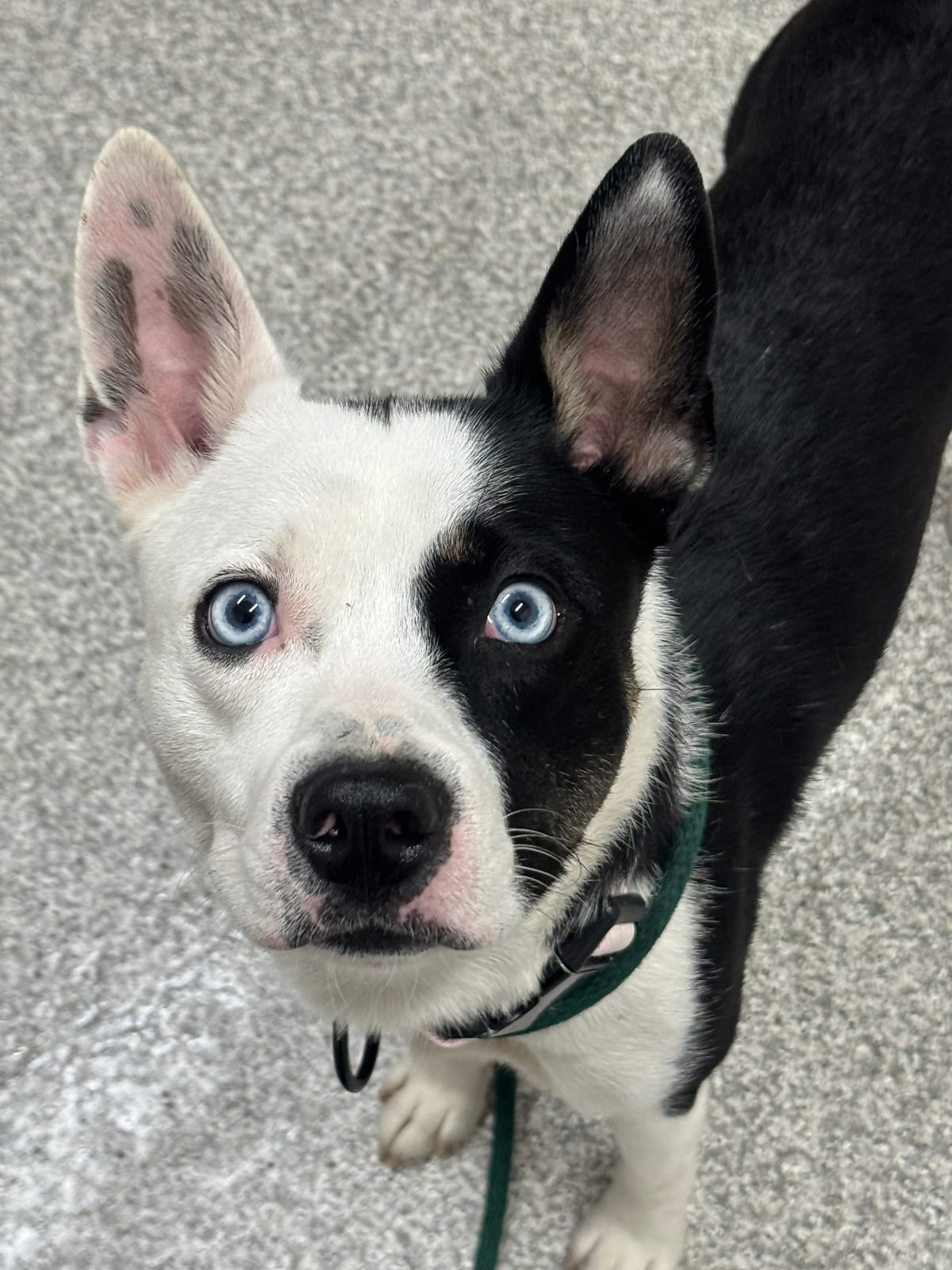Photo of Banshee, adoptable dog in Baltimore, Maryland