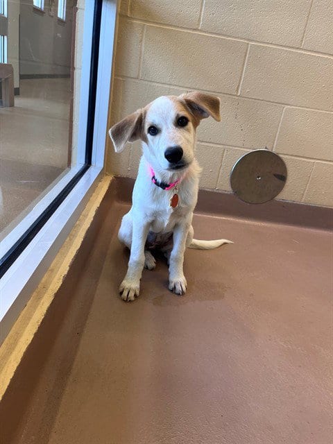 Photo of Amerie, adoptable Pointer in Plano, Texas