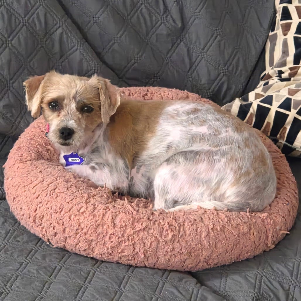 Photo of Tracy, adoptable Terrier / Mixed Breed (Small) in San Francisco, California