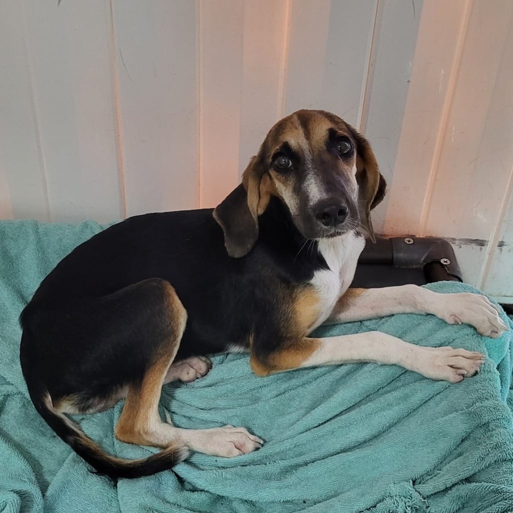 Photo of Lumita, adoptable Mixed Breed in Ocala, Florida