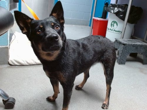 Photo of Clementine, adoptable Queensland Heeler in Albuquerque, New Mexico