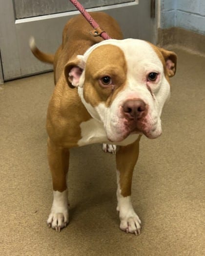 Photo of George Strait, adoptable dog in Chamblee, Georgia