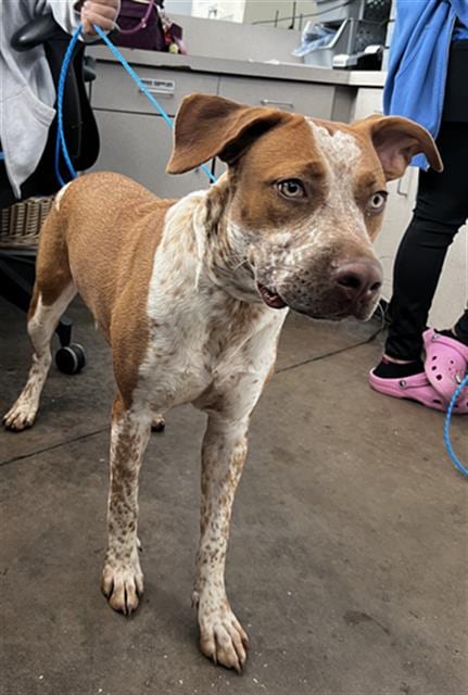 Photo of Rosemary, adoptable Mixed Breed