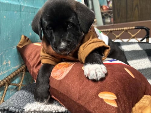 Photo of Snickers, adoptable Terrier in Dorr, Michigan
