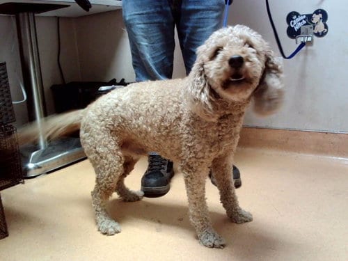 Photo of Arlo, adoptable Poodle (Standard) in Martinez, California