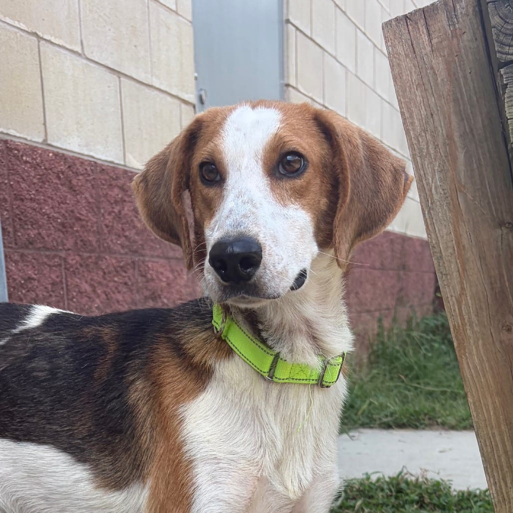 Photo of Pistachio, adoptable Mixed Breed (Medium) in Fredericksburg, Virginia