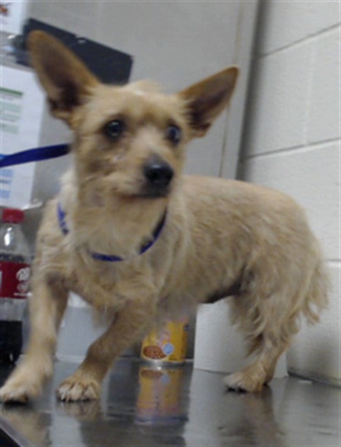 Photo of Sky, adoptable Chihuahua in Fayetteville, North Carolina