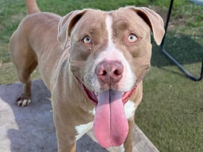 Photo of Harlow, adoptable dog in Georgetown, Texas