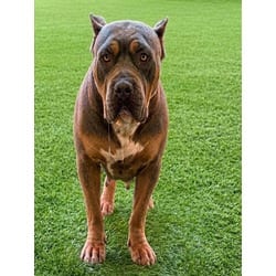 Photo of Eifel, adoptable American Staffordshire Terrier in Chatsworth, California
