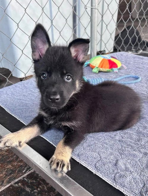 Photo of Anya, adoptable German Shepherd Dog in Fort Worth, Texas