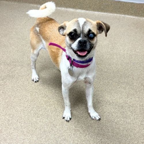 Photo of Chicky, adoptable Chihuahua in Aurora, Colorado