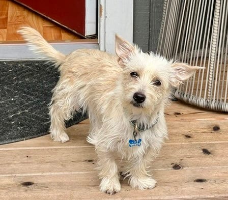 Photo of Buffy, adoptable West Highland White Terrier Westie in Bellevue, Washington