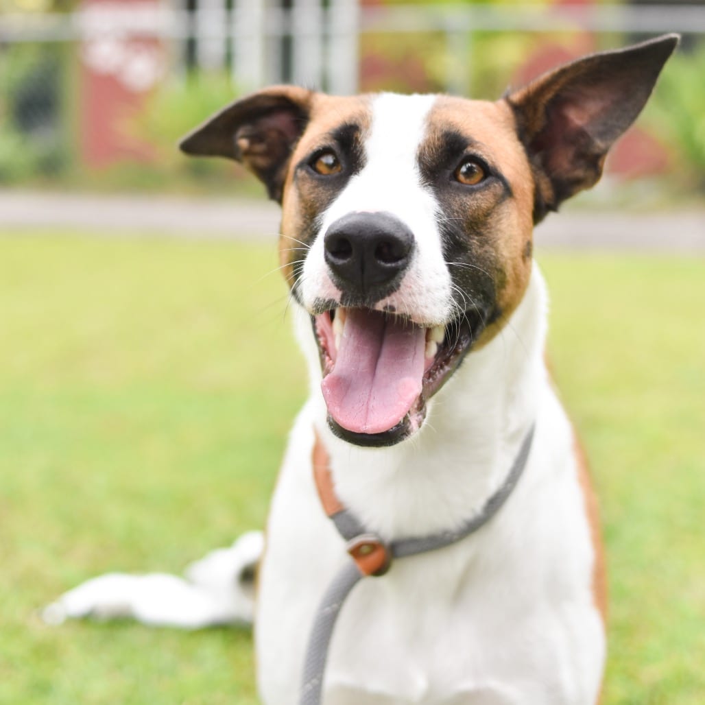 Photo of Juniper, adoptable Mixed Breed (Medium)