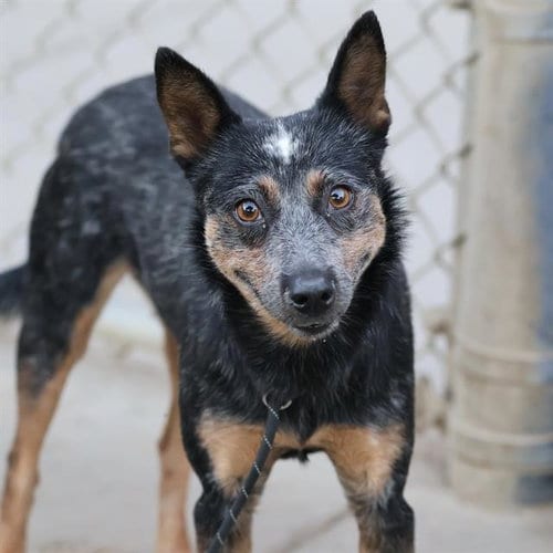 Photo of Smokey, adoptable Australian Cattle Dog/Blue Heeler in Modesto, California