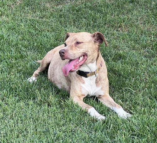 Photo of Canela, adoptable American Staffordshire Terrier in San Antonio, Texas
