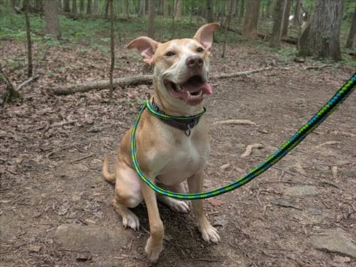 Photo of Wallaby, adoptable Terrier in Chapel Hill, North Carolina