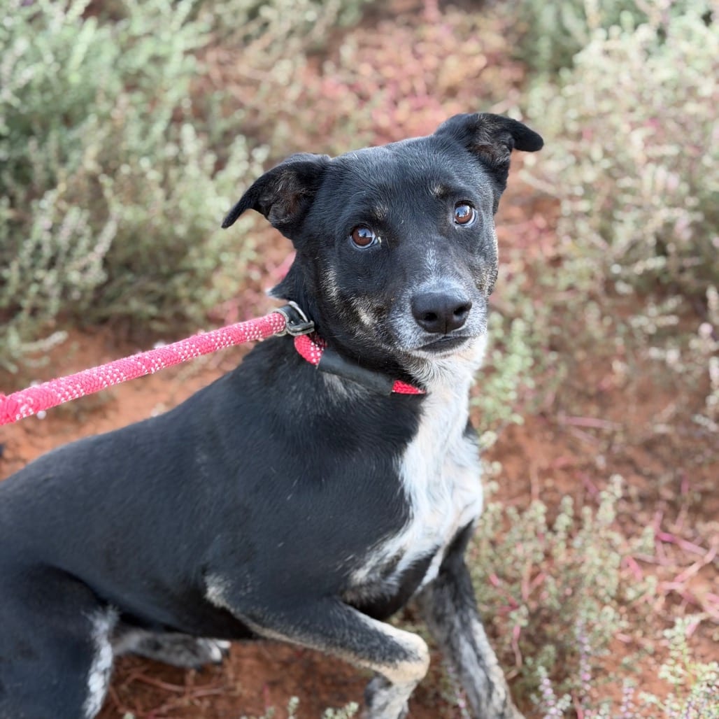 Photo of Bonnie, adoptable Terrier, American Pit Bull / Cattle Dog in Kanab, Utah