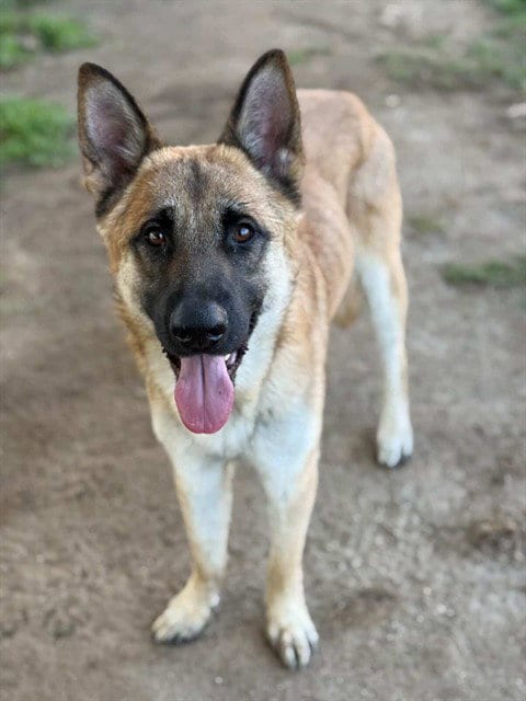 Photo of Canelo, adoptable German Shepherd Dog in Riverside, California