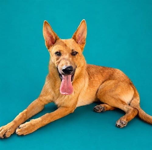 Photo of Ferris, adoptable German Shepherd Dog in Pearland, Texas