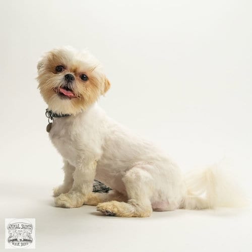 Photo of Lizzy, adoptable Shih Tzu in Fort Montgomery, New York