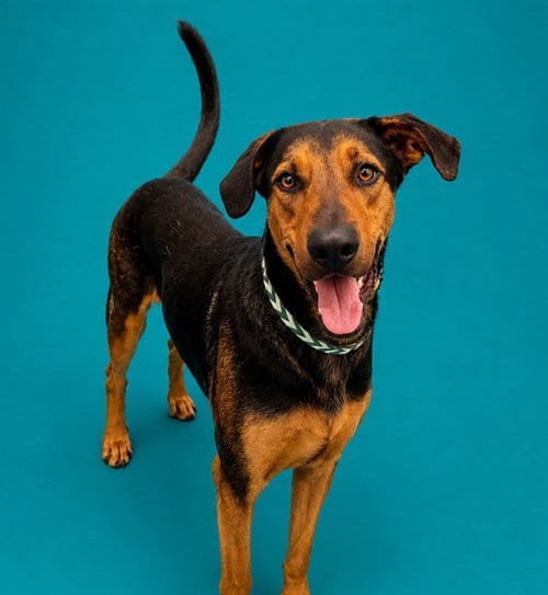 Photo of Angel, adoptable German Shepherd Dog in Pearland, Texas