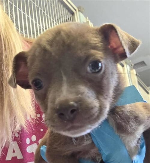 Photo of Curly, adoptable American Staffordshire Terrier in San Antonio, Texas