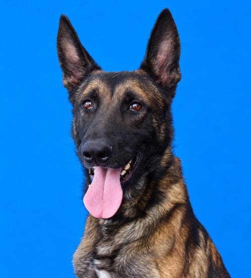 Photo of Boba, adoptable Belgian Shepherd Malinois in Pasadena, California