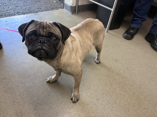 Photo of Pugsworth, adoptable Pug in San Bernardino, California