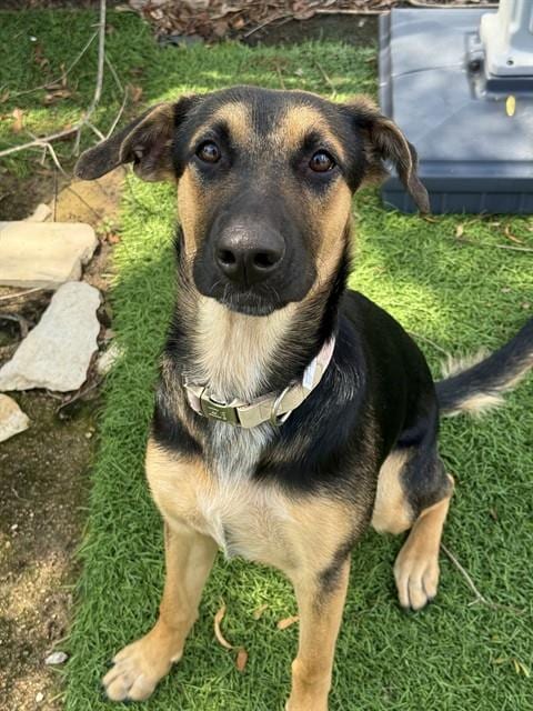 Photo of Katy, adoptable Belgian Shepherd Malinois in Sugar Land, Texas