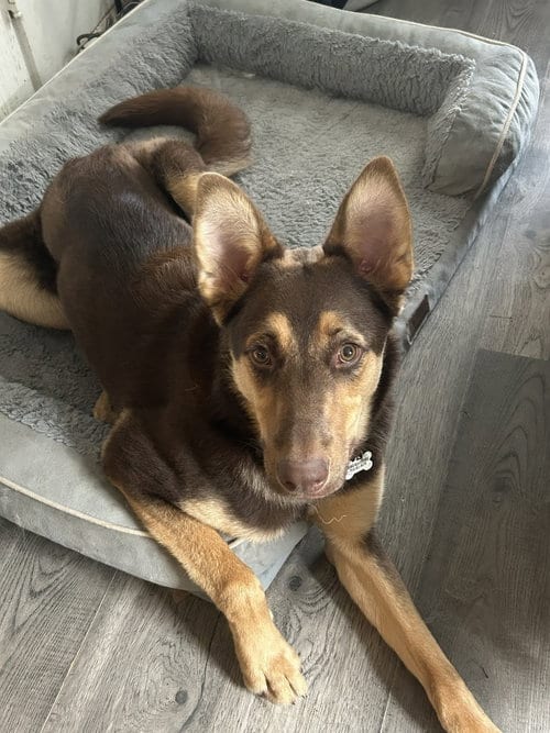 Photo of Saben, adoptable German Shepherd Dog in Modesto, California