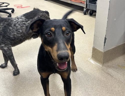 Photo of Sarah, adoptable Doberman Pinscher in Grand Prairie, Texas