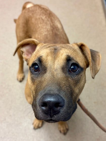 Photo of Tourmaline, adoptable dog in Chamblee, Georgia