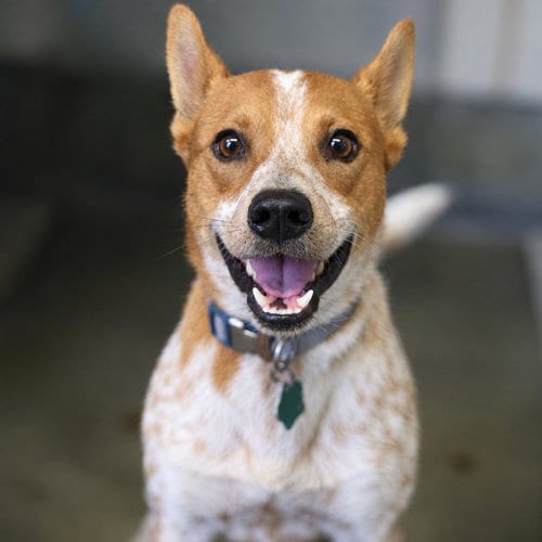 Photo of Rocky, adoptable Australian Cattle Dog/Blue Heeler in San Antonio, Texas