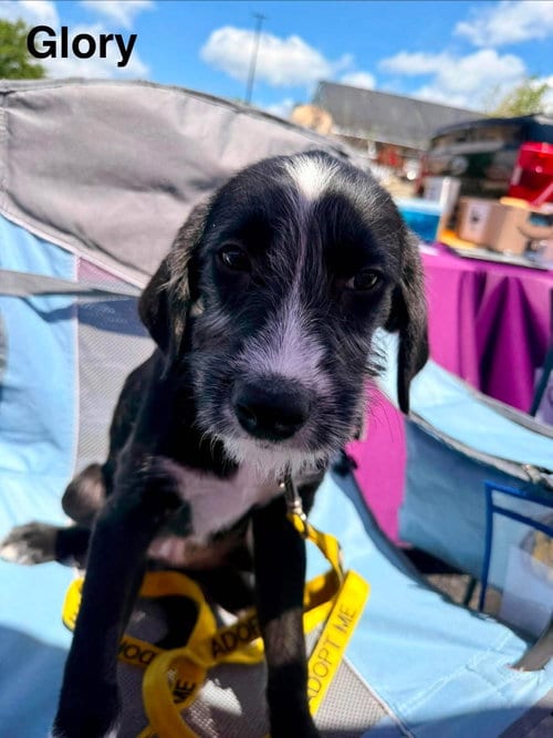 Photo of Glory, adoptable Labrador Retriever in LEBANON, Connecticut