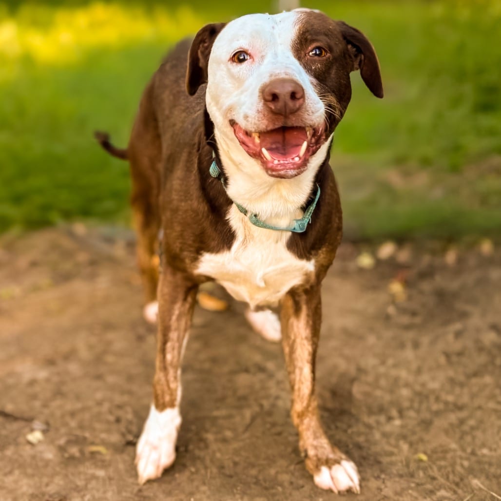 Photo of Duncan, adoptable Mixed Breed (Medium) / Mixed Breed (Medium) in Ohio, Ohio