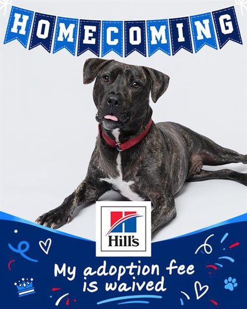 Photo of Manny, adoptable Plott Hound in Dedham, Massachusetts