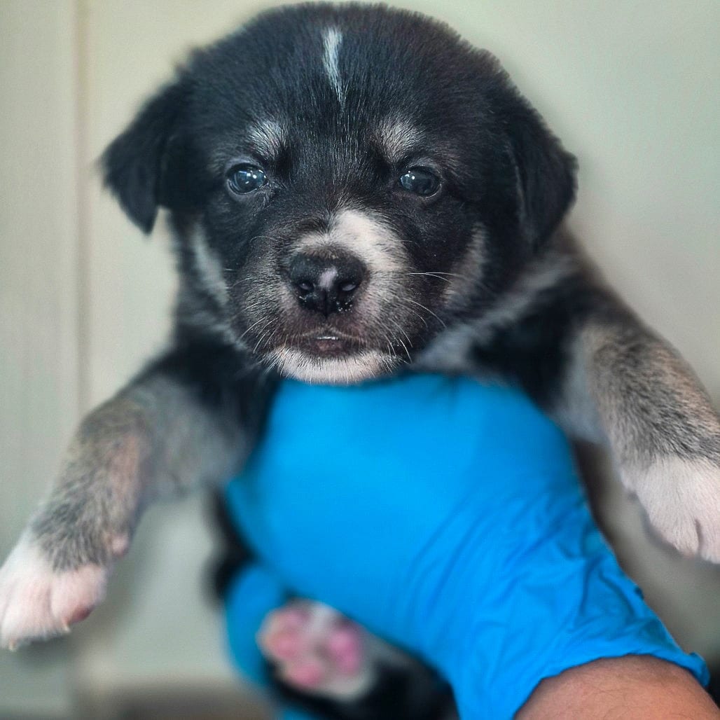 Photo of Glacier, adoptable Retriever, Labrador / Mixed Breed (Medium) in Chapel Hill, North Carolina